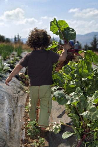 A child walking through a vegetable garden with a stalk in his/her hand.