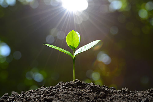 Young plant with sun shining on it