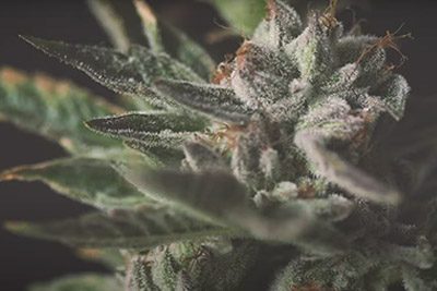 In The Weeds: CAMP